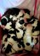 St. Bernard Puppies for sale in Onondaga, MI 49264, USA. price: $1,200
