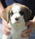 St. Bernard Puppies for sale in St Joseph, MO, USA. price: $200,000