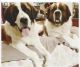 St. Bernard Puppies for sale in Bakersfield, CA, USA. price: $1,000