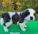 St. Bernard Puppies for sale in Fairbanks, AK, USA. price: $3,500