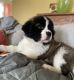 St. Bernard Puppies for sale in Olmstedville, Minerva, NY 12857, USA. price: $900