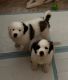 St. Bernard Puppies for sale in Brighton, CO, USA. price: $400