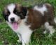 St. Bernard Puppies for sale in Boston, MA 02109, USA. price: $700