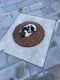 St. Bernard Puppies for sale in Grampian, PA, USA. price: $80,000