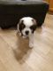 St. Bernard Puppies for sale in Columbus, OH, USA. price: $50