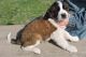 St. Bernard Puppies for sale in Philippi, WV 26416, USA. price: $300