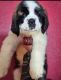 St. Bernard Puppies for sale in Anchorage, AK, USA. price: $3,500
