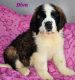 St. Bernard Puppies for sale in Anchorage, AK, USA. price: $3,500