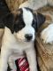 St. Bernard Puppies for sale in Aberdeen, MD, USA. price: $200