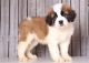 St. Bernard Puppies for sale in Findlay, OH 45840, USA. price: $500
