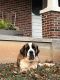 St. Bernard Puppies for sale in Franklin County, VA, USA. price: NA