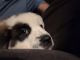 St. Bernard Puppies for sale in Urbana, OH 43078, USA. price: $900