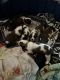 St. Bernard Puppies for sale in Prescott, AZ, USA. price: $3,000