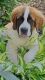 St. Bernard Puppies for sale in Fallentimber, PA 16639, USA. price: $2,000