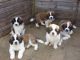 St. Bernard Puppies for sale in Seattle, WA 98121, USA. price: $500