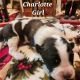 St. Bernard Puppies for sale in St Regis, MT 59866, USA. price: $950