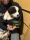 St. Bernard Puppies for sale in Norway, MI 49870, USA. price: $1,200