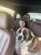 St. Bernard Puppies for sale in Fayetteville, NC, USA. price: $200