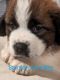 St. Bernard Puppies for sale in El Dorado, Arkansas. price: $1,200