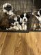 St. Bernard Puppies for sale in Monrovia, Indiana. price: $900