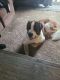 St. Bernard Puppies for sale in Buffalo, New York. price: NA