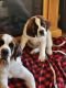 St. Bernard Puppies for sale in Evansville, Indiana. price: $900