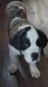 St. Bernard Puppies for sale in Philipsburg, PA 16866, USA. price: NA