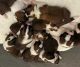 St. Bernard Puppies for sale in Chicago, Illinois. price: $500