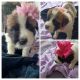 St. Bernard Puppies for sale in Hartford, Connecticut. price: $950