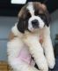 St. Bernard Puppies for sale in Dallas, Texas. price: $800
