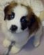 St. Bernard Puppies for sale in Grand Rapids, Michigan. price: $800
