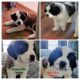 St. Bernard Puppies for sale in Presque Isle, Maine. price: $800