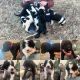 St. Bernard Puppies for sale in Rock Hill, SC, USA. price: $800