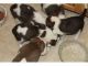 St. Bernard Puppies for sale in Fairview, MT 59221, USA. price: $300