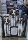 St. Bernard Puppies for sale in Cloquet, Minnesota. price: $80,000