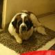 St. Bernard Puppies for sale in Ludhiana, Punjab 141001, India. price: NA