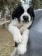 St. Bernard Puppies for sale in Grand Forks, North Dakota. price: $700