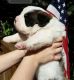 St. Bernard Puppies for sale in Mt Airy, MD 21771, USA. price: NA