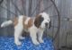 St. Bernard Puppies for sale in Hartford, CT, USA. price: $350