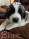 St. Bernard Puppies for sale in Butler, Wisconsin. price: $700