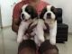 St. Bernard Puppies for sale in Cochin International Airport (COK), Airport Rd, Kochi, Kerala 683111, India. price: 30000 INR