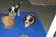 St. Bernard Puppies for sale in Apache Junction, AZ, USA. price: NA