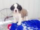 St. Bernard Puppies for sale in Corona, CA, USA. price: $450