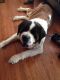 St. Bernard Puppies for sale in Louisville, KY, USA. price: NA