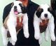 St. Bernard Puppies for sale in Coimbatore, Tamil Nadu, India. price: 25000 INR