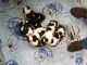 St. Bernard Puppies for sale in Lansing, MI, USA. price: $750