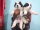 St. Bernard Puppies for sale in New Delhi, Delhi 110001, India. price: 16000 INR
