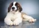 St. Bernard Puppies for sale in San Diego, CA, USA. price: $2,495