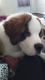 St. Bernard Puppies for sale in Tiltonsville, OH, USA. price: NA