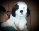 St. Bernard Puppies for sale in Pathankot, Punjab 145001, India. price: 25000 INR